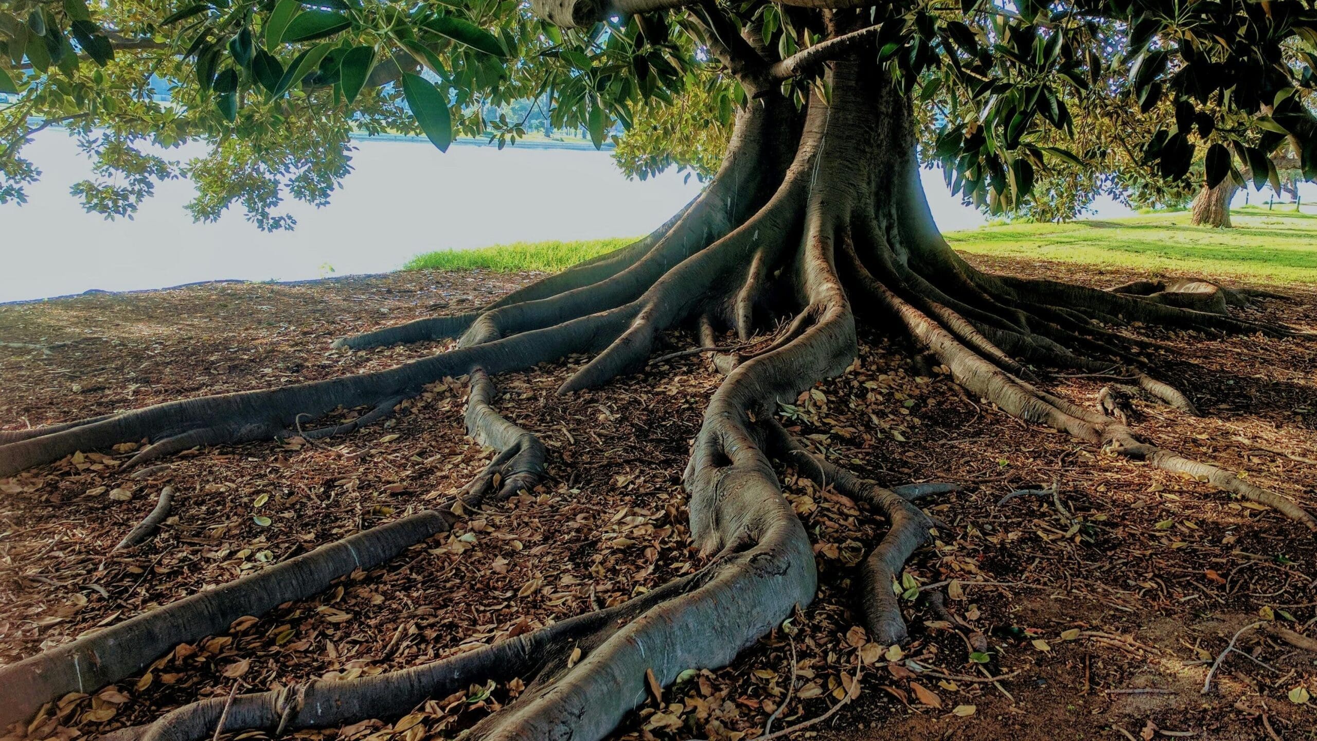 albero con grandi radici che scavano nel terreno e danno sostegno